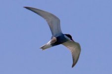 Wiskered Tern (2).jpg