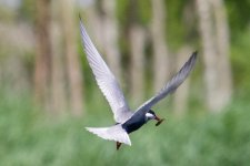 Wiskered Tern (1).jpg