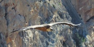 2016.06.20 Griffon Vulture 1.JPG