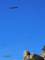 2016.06.20 Griffon Vultures.jpg