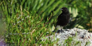 2016.06.20 Black Wheatear.JPG