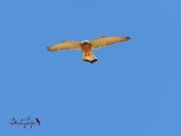 2016.06.20 Lesser Kestrel.JPG