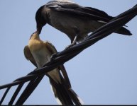 GS Cuckoo feeding Mike King 200616 01.JPG