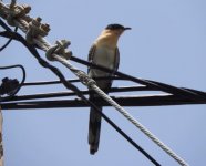 GS Cuckoo feeding Mike King 200616 02.JPG