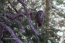 sichuan wood owl.jpg