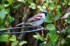 house sparrow 1 reduced.jpg