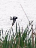 Black tern 2016 01674.jpg