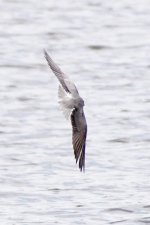 Black tern 2016 02783.jpg