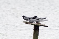 Black terns 2016 02696.jpg