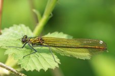 Banded Demoiselle 2016 03583 sm.jpg