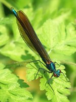 Beautiful Demoiselle 2016 03706 sm.jpg