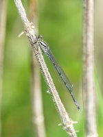 Azure Damselfly 2016 03752 sm.jpg