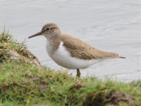 tmp_32652-Common_Sandpiper_5266-011079197315.jpg