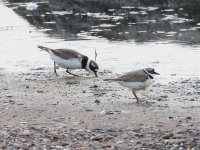 tmp_32652-Ringed_Plover_5237-01-582666984.jpg