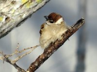 Tree Sparrow, Furen Lodge.JPG