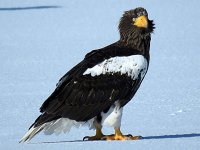 Furen eagles (2).jpg