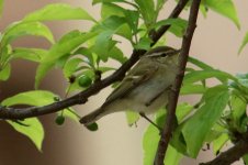 Yellow-Browed Warbler.jpg