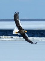 Furen eagles (7).jpg