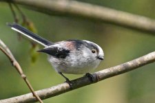 Long-tailed tit2.jpg