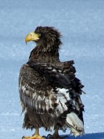 Furen eagles (11).JPG