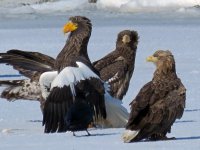 Furen eagles (16).JPG
