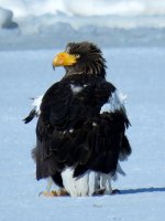 Furen eagles (17).JPG