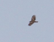 RaptorSpec_Egypt_01-05-2016_001.JPG