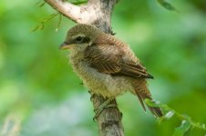 Brown Shrike (juv.) (1).jpg