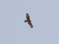 RaptorSpec_Egypt_01-05-2016_002.JPG