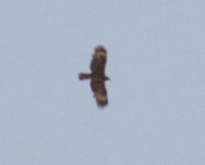 RaptorSpec_Egypt_01-05-2016_004.JPG