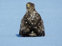 Furen eagles (22).JPG