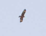 RaptorSpec_Egypt_01-05-2016_007.JPG