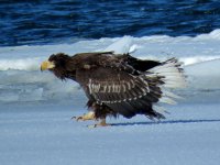 Furen eagles (23).JPG