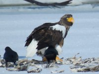 Furen eagles (25).JPG
