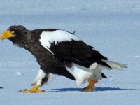 Furen eagles (27).JPG