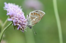 Geranium Argus lt 1.jpg