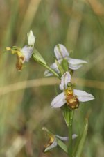 pale (flav?) Bee Orchid_Sizewel16-06-16_LOW8756.JPG