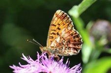 Titanias Fritillary lv 1.jpg