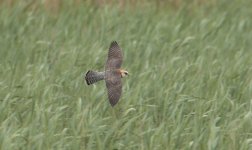 Red-footed Falcon Vange Marsh 14-05-2016 WEB 157.jpg