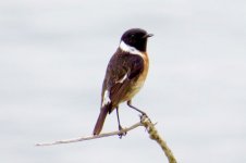 Stonechat.jpg