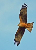 Marsh harrier_.jpg