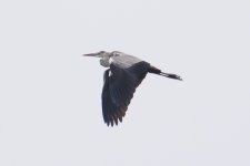 Grey Heron.jpg