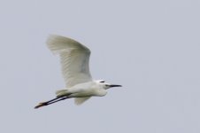 Little Egret (1).jpg