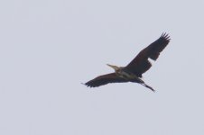 Purple Heron.jpg