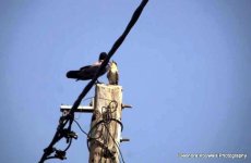 GS Cuckoo feeding Eleonora 210616 01.JPG