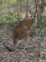 IMG_7130 Grey Kangaroo @ Gold Coast.jpg