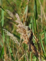 2016.07.12 Juv Penduline Tit.jpg