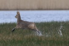 20160402 (18)_Chinese_Water_Deer.JPG