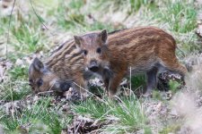 20160423 (2)_Wild_Boar.JPG