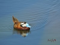 2016.07.12 White-headed Duck.jpg